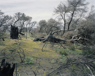 Zacharo
<br>forest fire in the southern Peloponnesus, Greece
<br>diploma thesis 2008