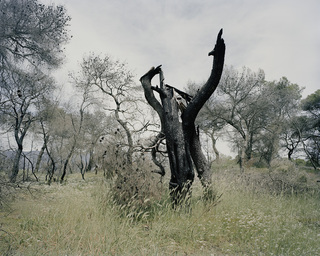 Zacharo
<br>forest fire in the southern Peloponnesus, Greece
<br>diploma thesis 2008