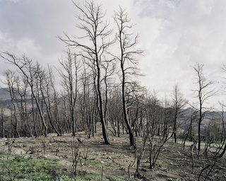 Zacharo
<br>forest fire in the southern Peloponnesus, Greece
<br>diploma thesis 2008