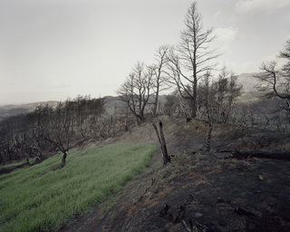 Zacharo
<br>forest fire in the southern Peloponnesus, Greece
<br>diploma thesis 2008